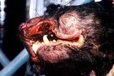 Tasmanian devil with contagious cancer-like facial tumour disease