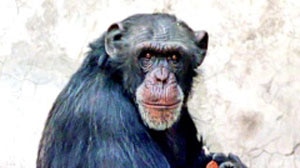 Reeta, the female Chimpanzee from Zoological Garden of Delhi in New Delhi [File photo]