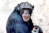 Reeta, the female Chimpanzee from Zoological Garden of Delhi in New Delhi [File photo]
