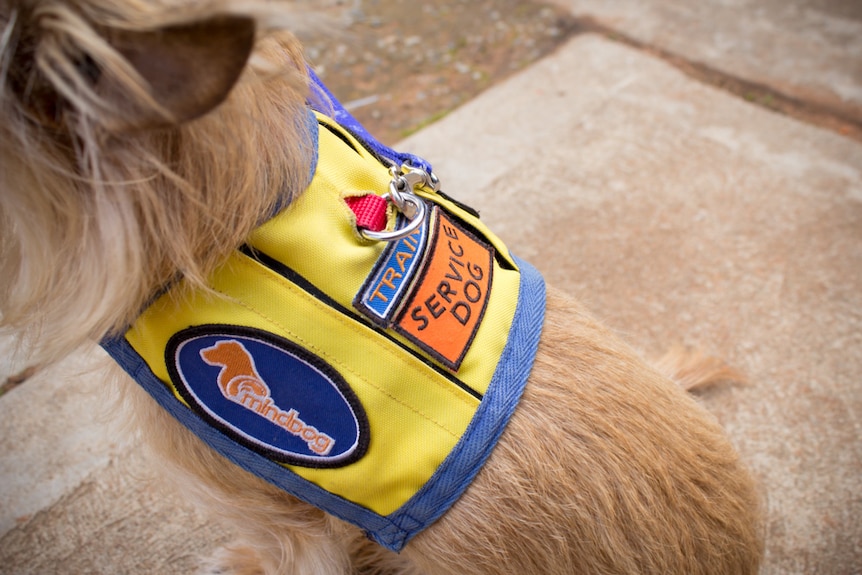 A mindDog training service dog vest being worn by small dog Bubba.