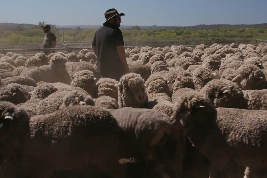 Alex Johns stands in the middle of a stockyard full of sheep, side on to the camera