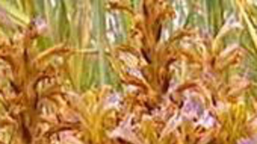 Report concludes branched broomrape canot be eradicated