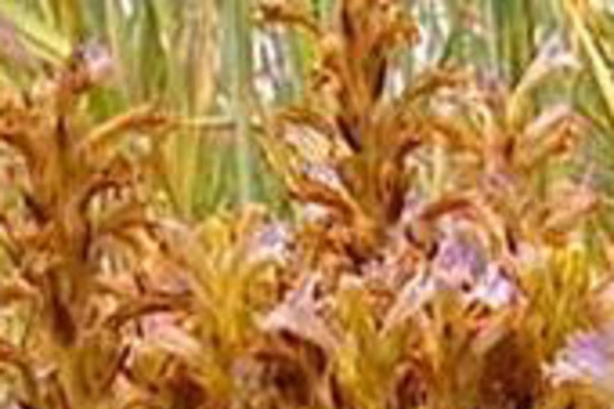 Report concludes branched broomrape canot be eradicated