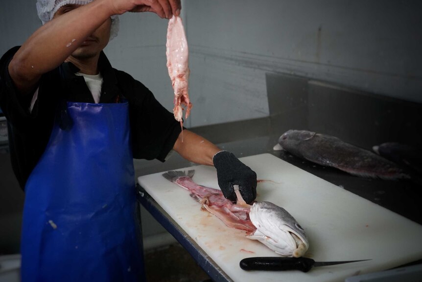 A fishmonger holds up the swim bladder of a black jewfish in Darwin.