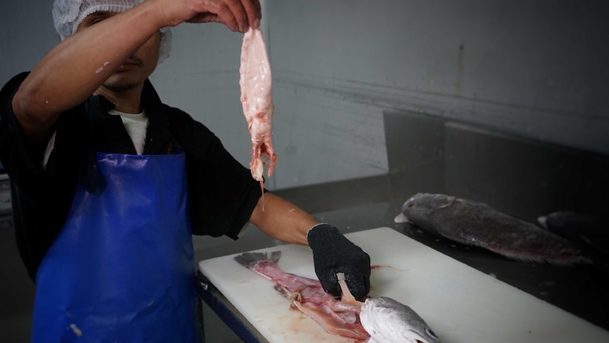 A fish monger holds up the swim bladder of a black jewfish in Darwin.