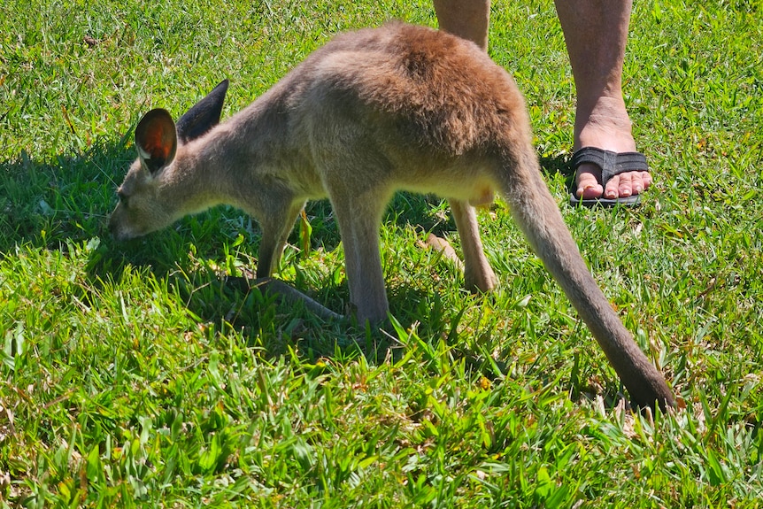 A young kangaroo with a partially amputated tail eating grass.