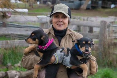 A female farmer holds two black and tan working kelpie pups in cattle yards.
