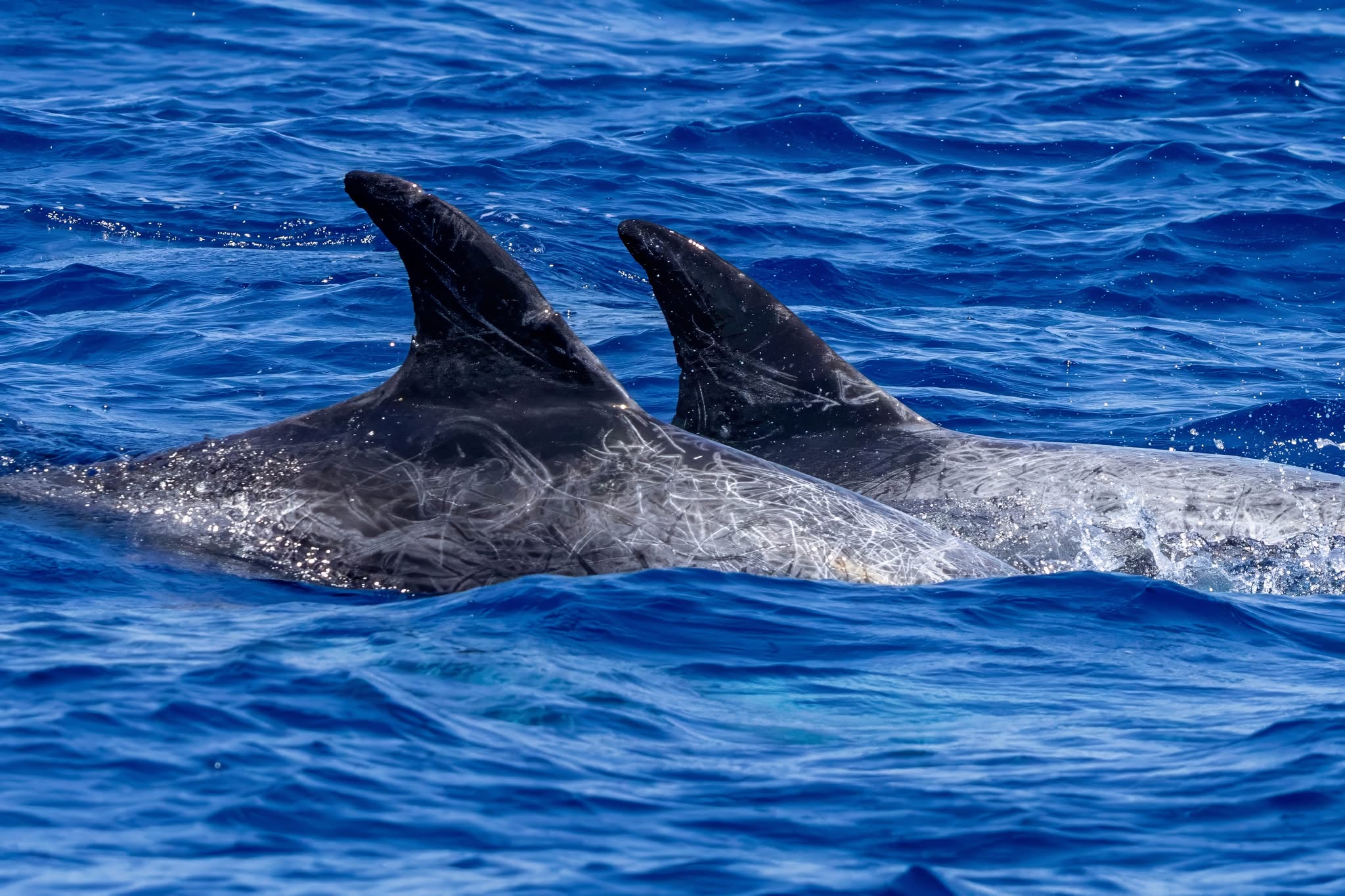 Las aletas dorsales de dos delfines muestran muchas finas líneas blancas grabadas en la piel gris.
