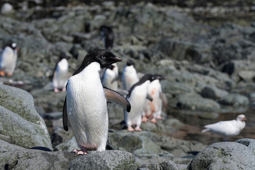 Penguins standing around on rocks. 