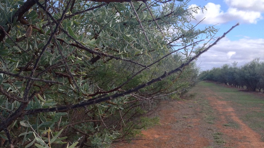 Close up wattle tree with no blossoms.