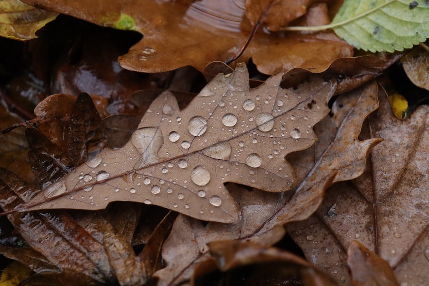 Raindrops on fallen leaves.