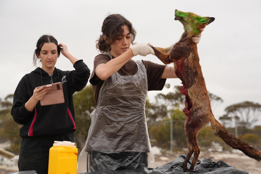 A woman holds up a dead fox as another woman watches on.
