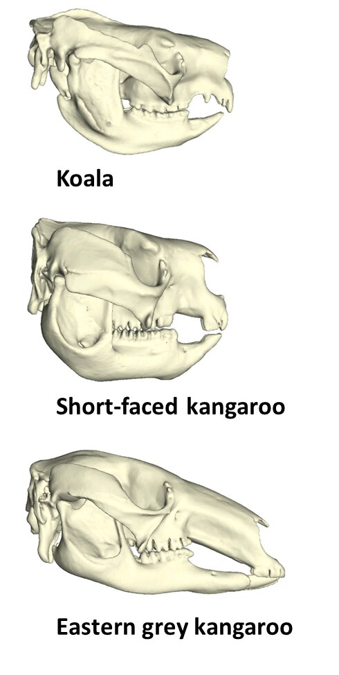 Models of koala, short-faced kangaroo and eastern grey kangaroo skulls