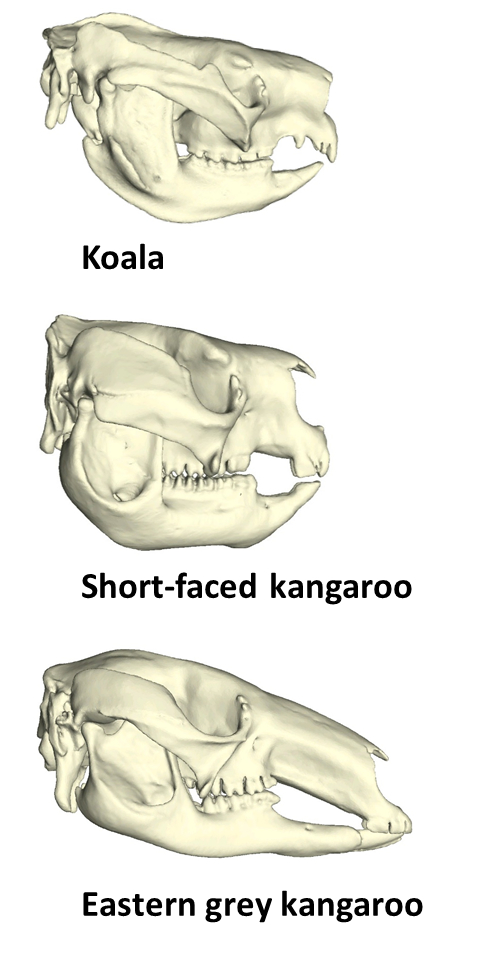 Models of koala, short-faced kangaroo and eastern grey kangaroo skulls