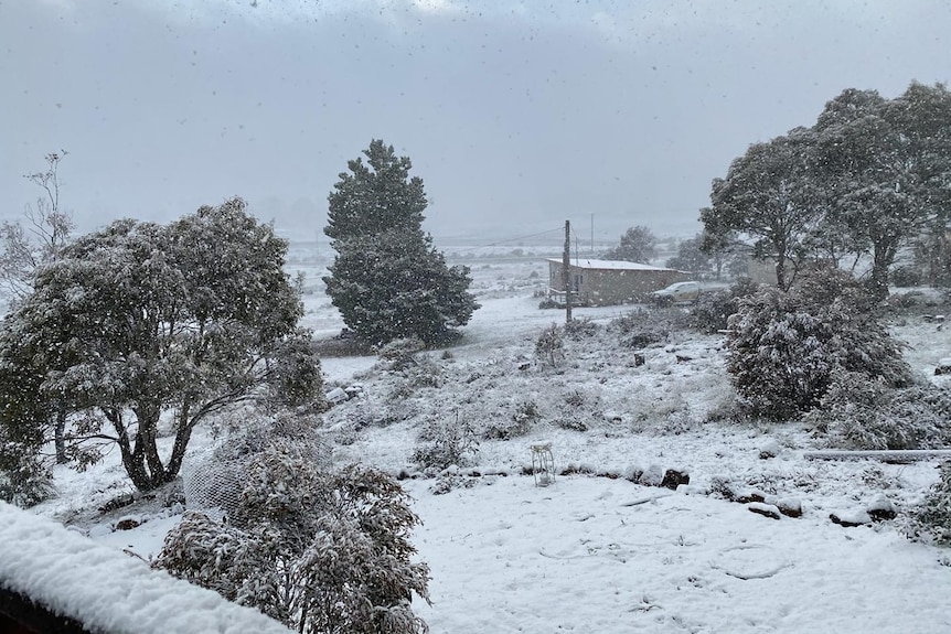 Snow  covers the ground and trees