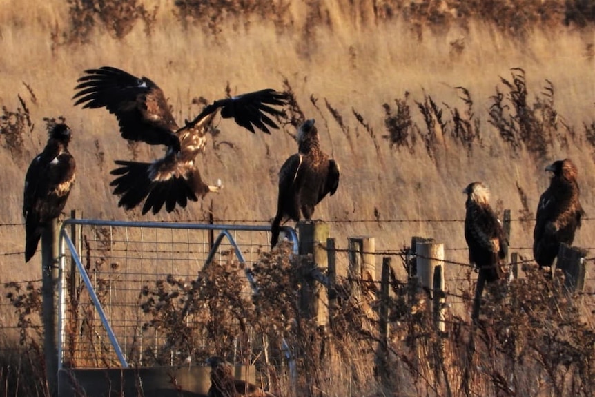 A dry grassy paddock with 5 eagles on a fence and one on the ground