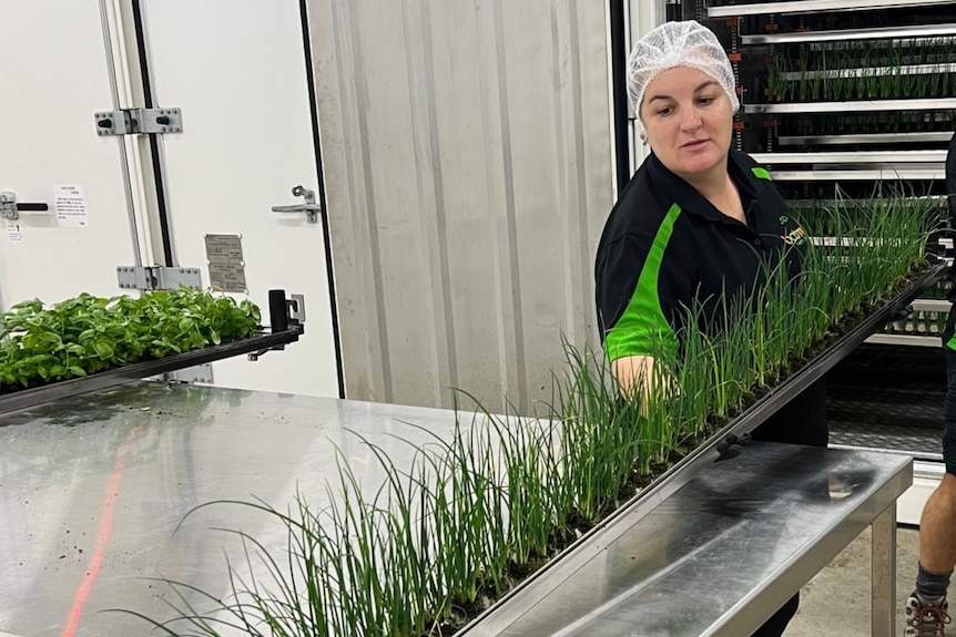 A long thin tray of chives being pulled out from a shipping container