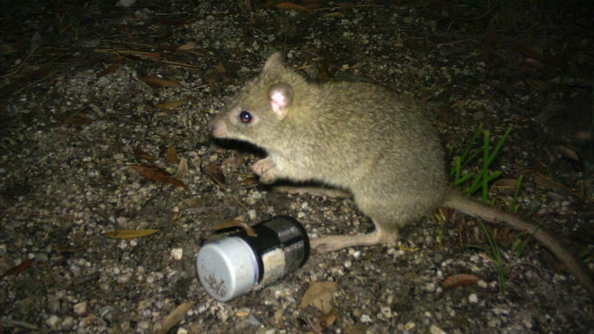 A northern bettong photographed in the middle of the night by a camera trap.