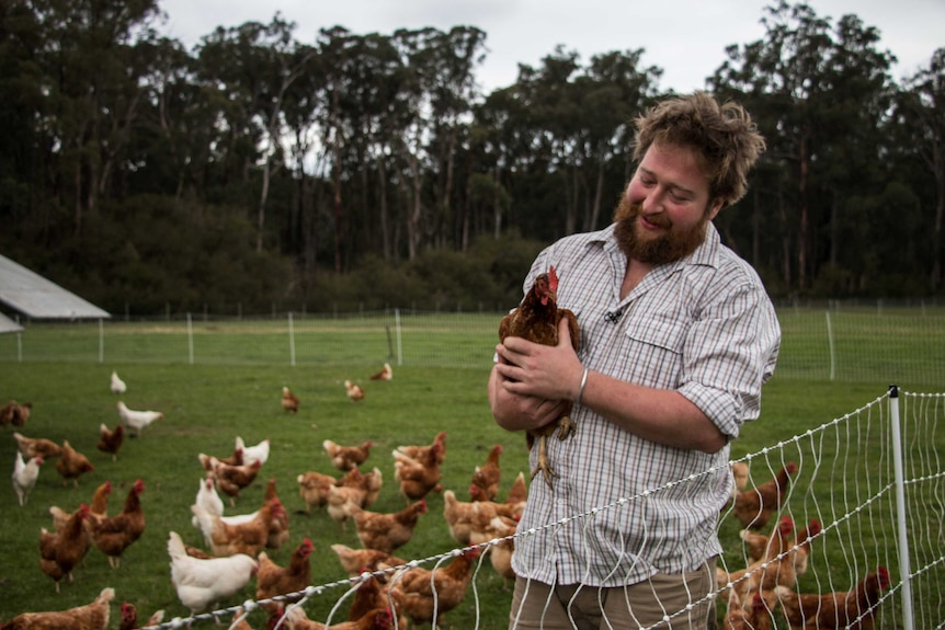 Farm Tom Abbottsmith Youl holds a chicken, while other chooks graze around him.