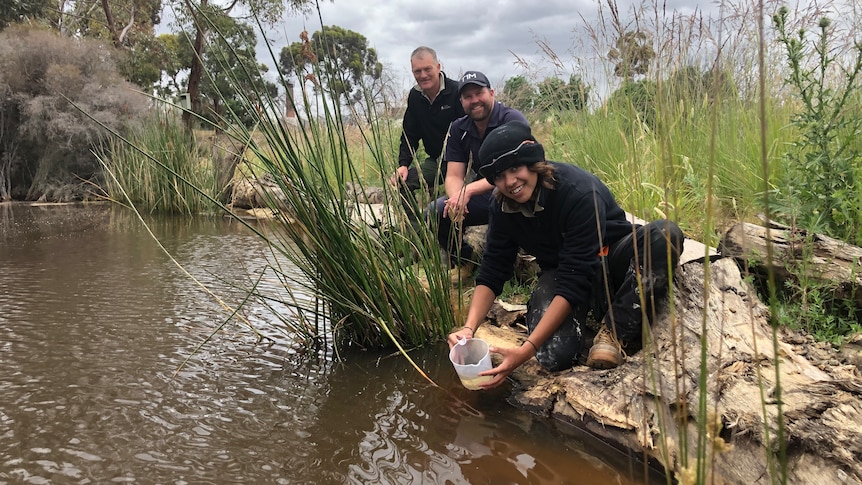 a lady pours fish into a wetland as two men smile at the camera