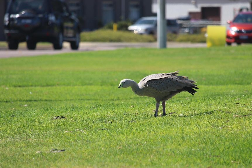 The grey goose with a yellow beak stands on the grass, cars pass in the background