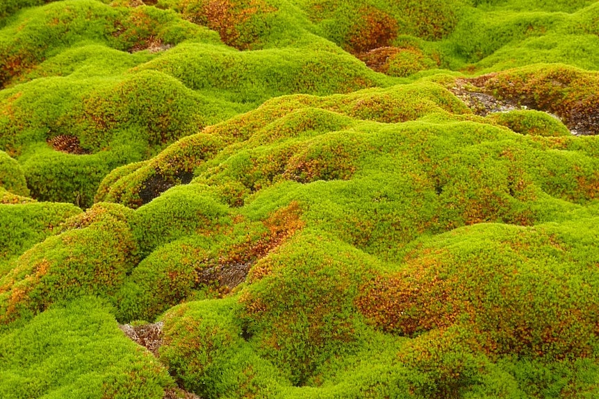 Strikingly green moss carpet on Barrientos Island, South Shetland Islands