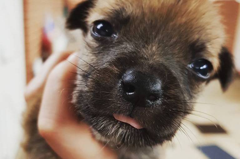 A close-up shot of a puppy looking at the camera.