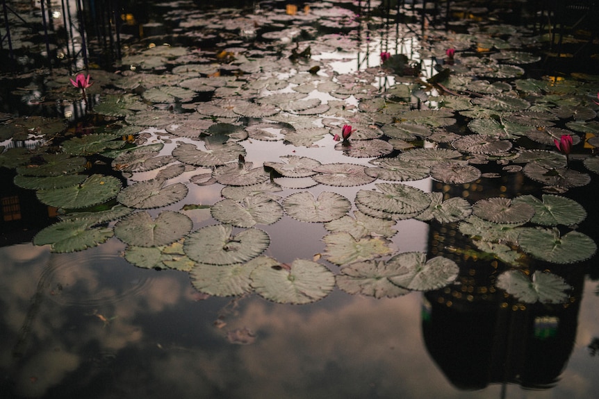 Water lily pads and a handful of their pink flowers float atop a dark lake, with the sky's reflection shining in it.