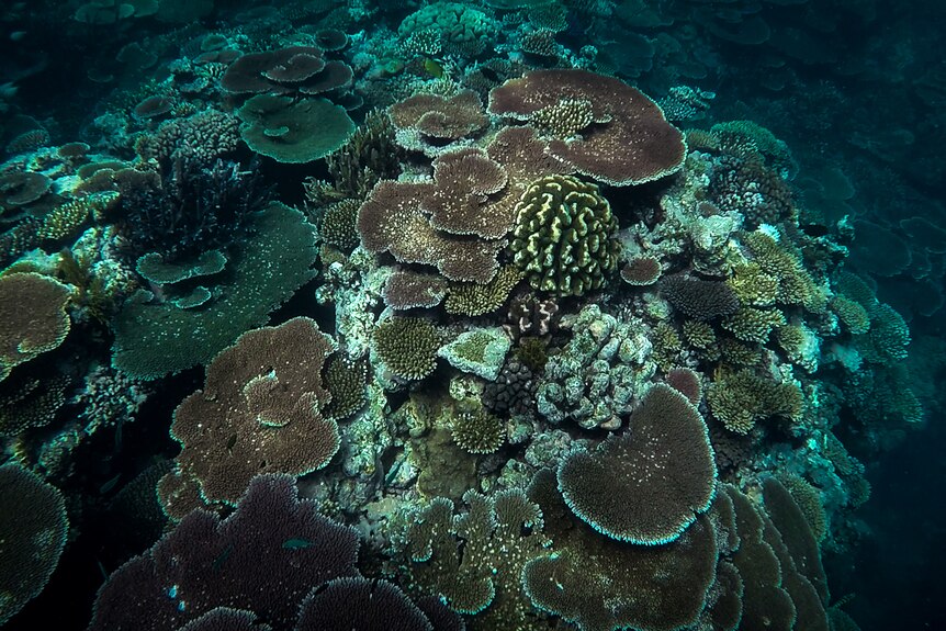 Reef stars resurrect coral fields on Great Barrier Reef — with help ...