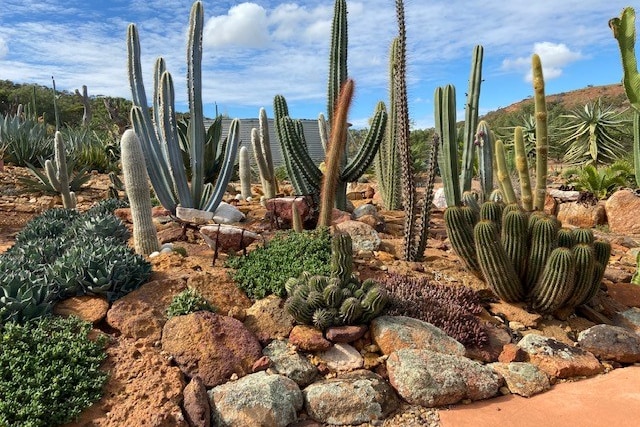 A garden with many different types of cacti