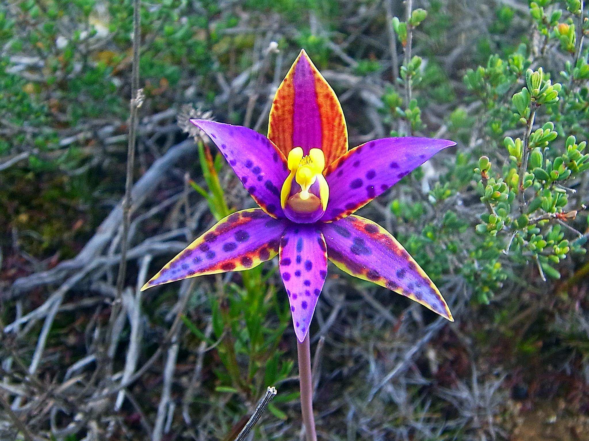 An image in close up of a bright purple orchid taken near Ongerup, Western Australia.