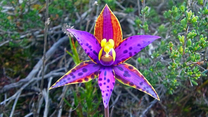 A close up image of a bright purple orchid taken near Ongerup, Western Australia.