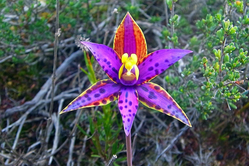 A close up image of a bright purple orchid taken near Ongerup, Western Australia.