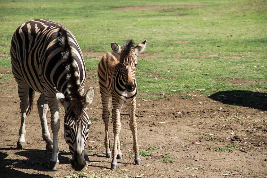 A baby zebra beside an adult zebra.
