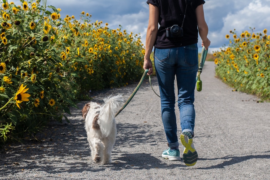 A person walking a dog on an outdoor path from behind. 