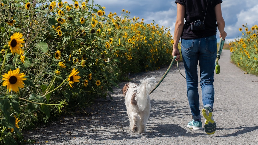 A person walking a dog down an outdoor path from behind. 