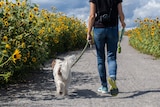 A person walking a dog down an outdoor path from behind. 