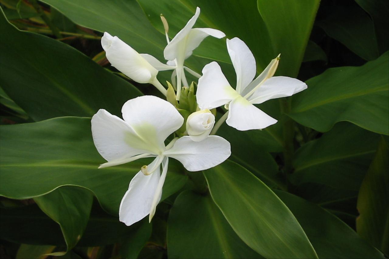 From Garden Plant To Weed In The Stroke Of A Pen Abc News