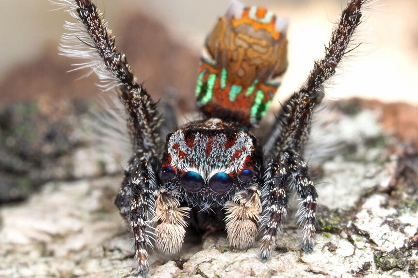 The Maratus noggerup spider