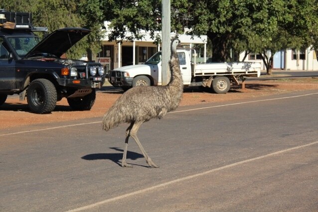 Emu on road in outback Queensland