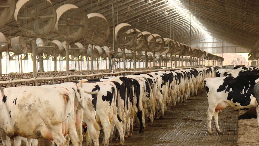 Leppington dairy cows in sheds at Bringelly, south-west of Sydney