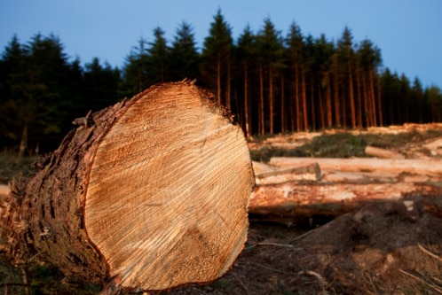 Forest plantation (Thinkstock: iStockphoto)