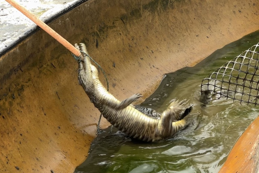 A croc, which is more than a metre long spins in shallow after being caught. It's got a rope tightened around its jaw.