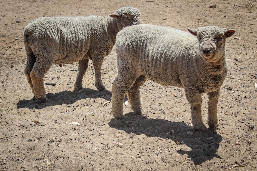 Two miniature goats in a paddock