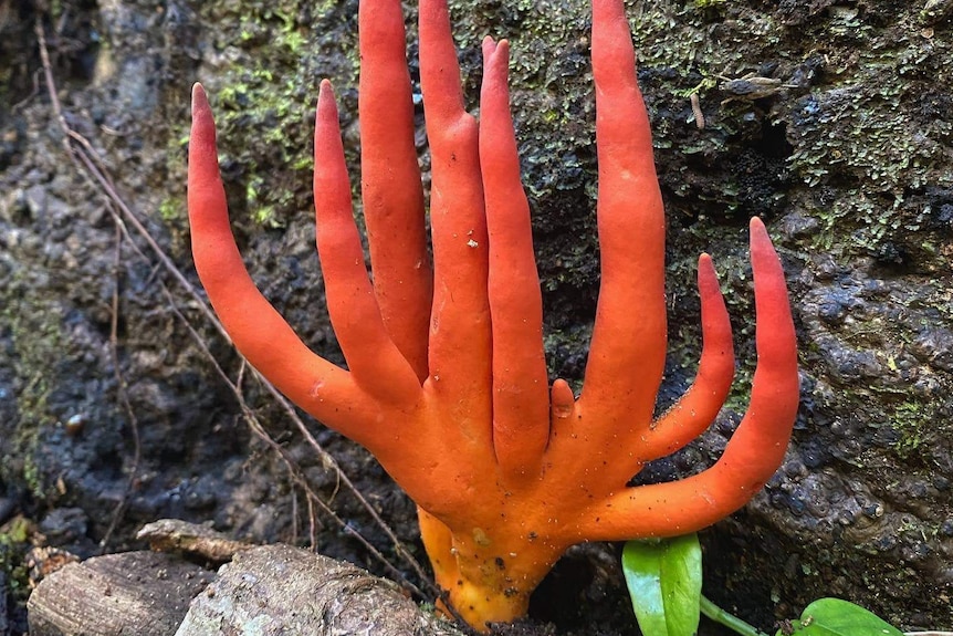 Orange-coloured fungus with long fingers.