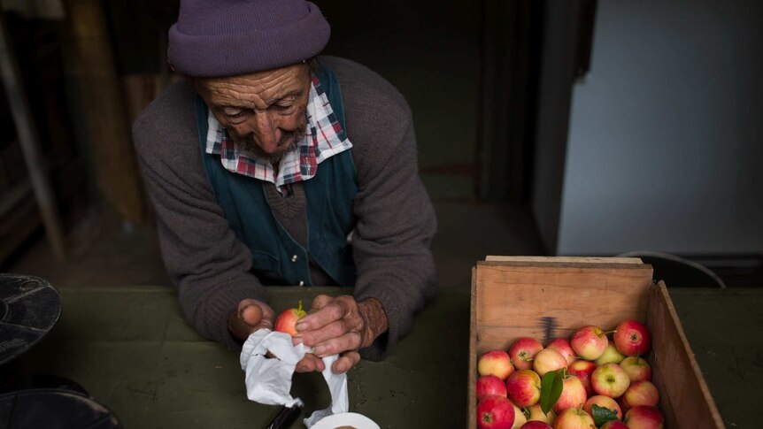 An old orchardist leans next to a full apple box, polishing a tiny specimen.