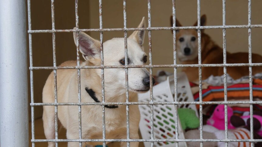 Two dogs behind a gate at the Sydney Dogs and Cats Home
