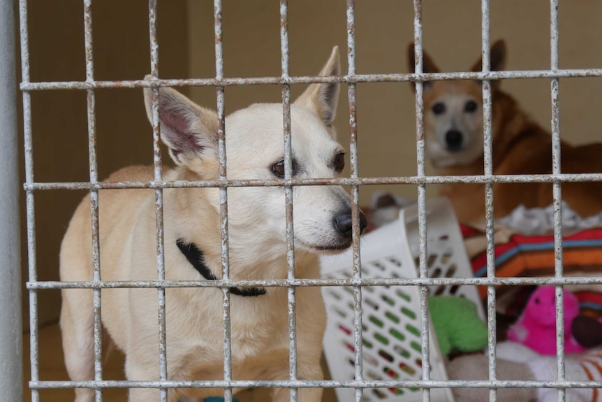 Two dogs behind a gate at the Sydney Dogs and Cats Home