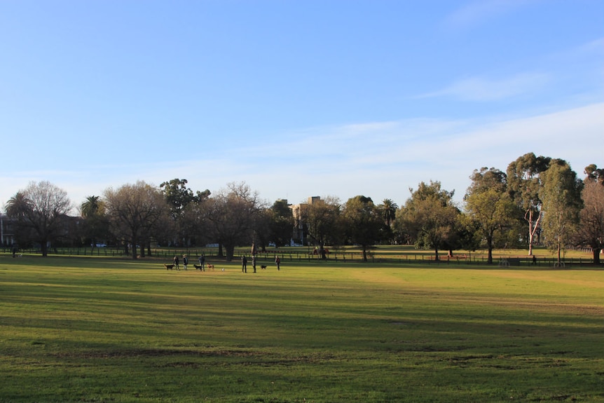 Dogs enjoy the large green lawns at Melbourne's Yarra Park.
