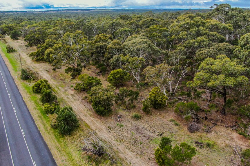 Aerial view of a road disappearing to the left and a broad scrubby bushland to the right, almost as far as the eye can see